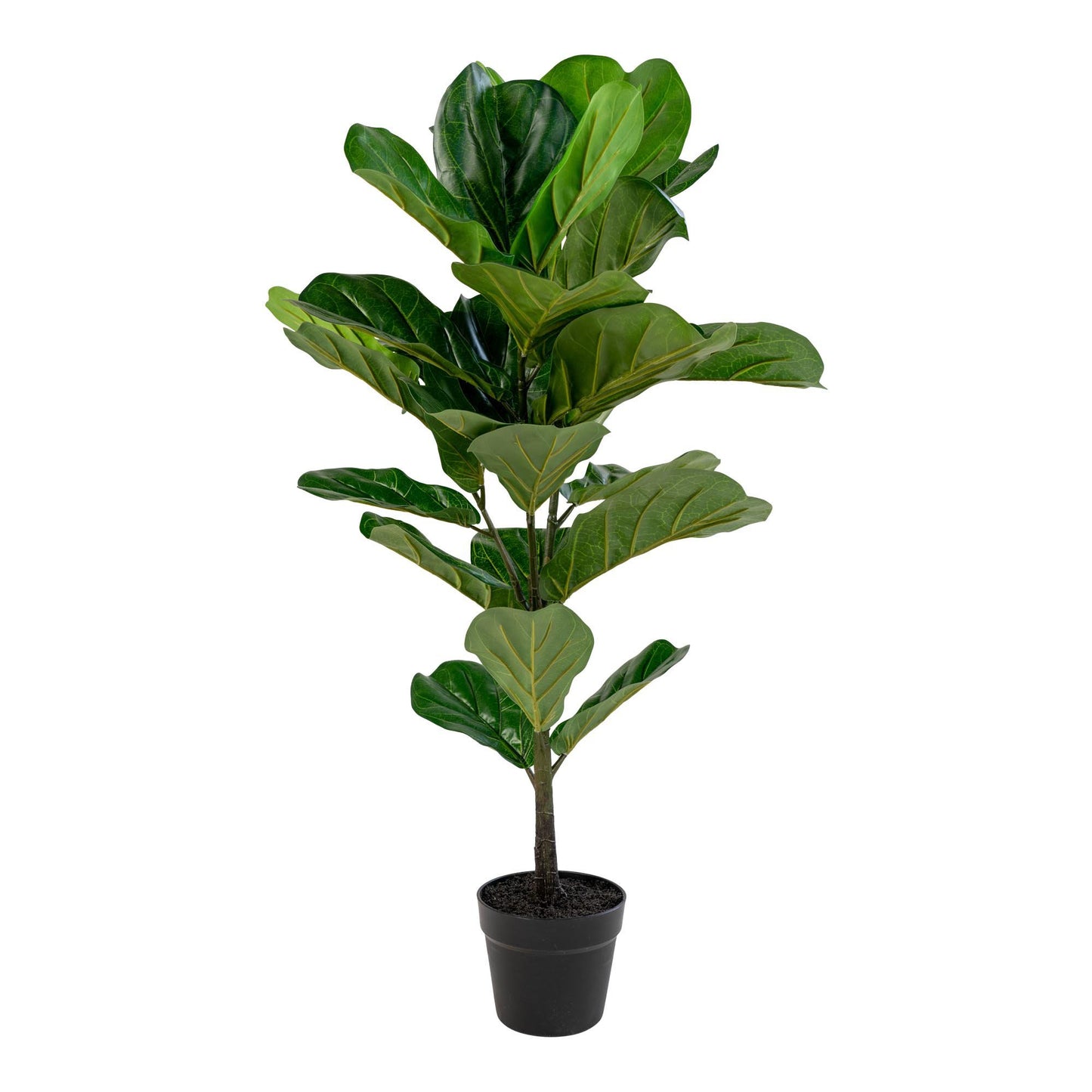 Fiddle Leaf Tree