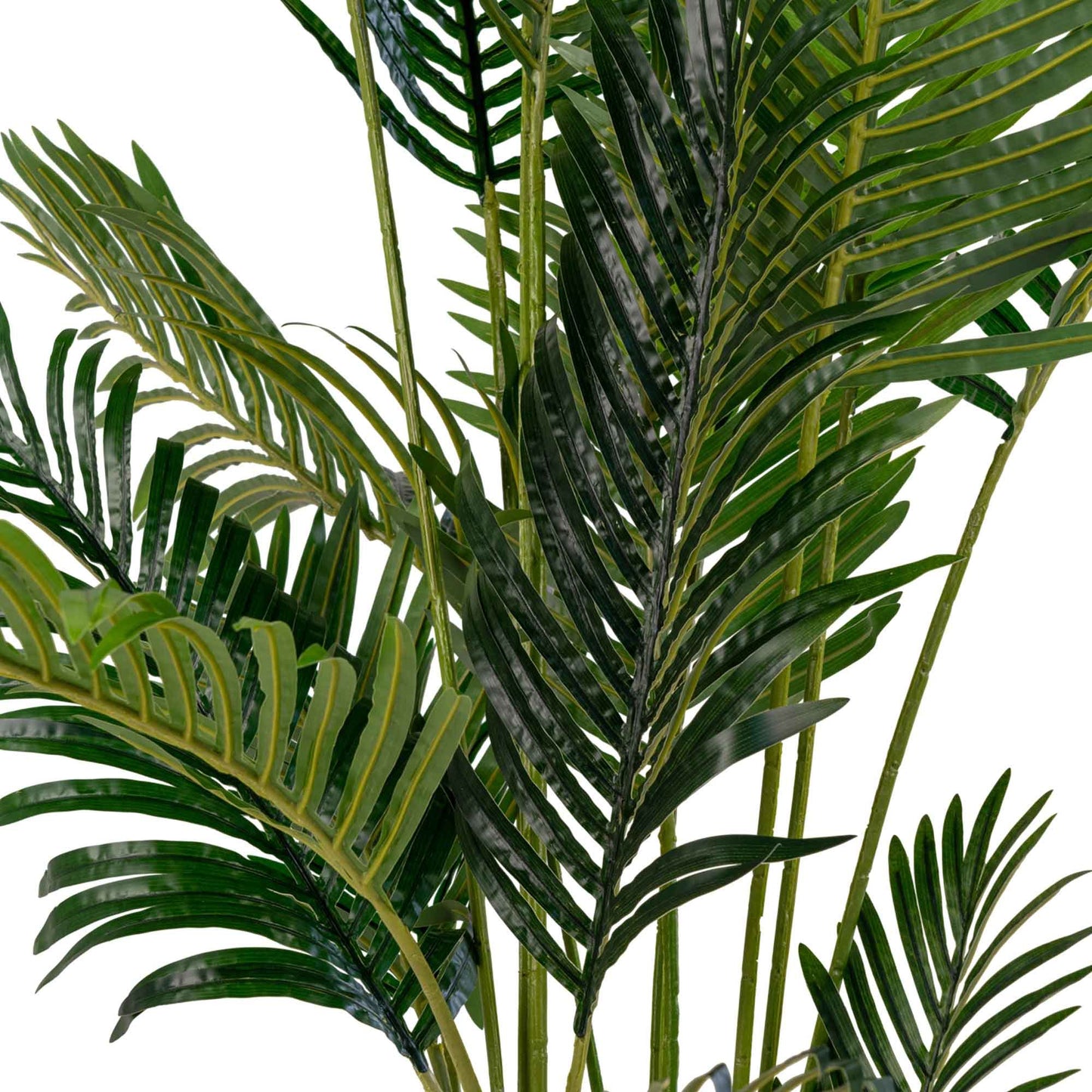 Areca palm