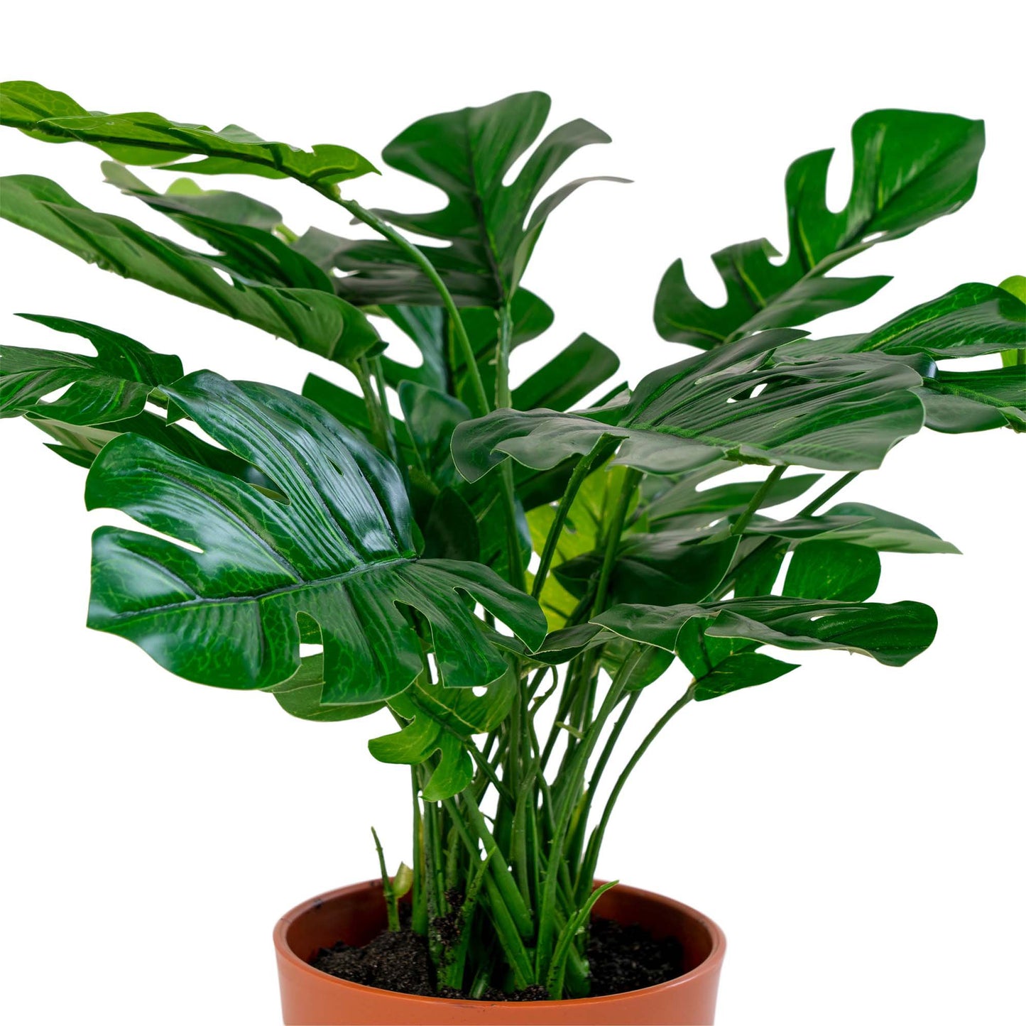 Monstera