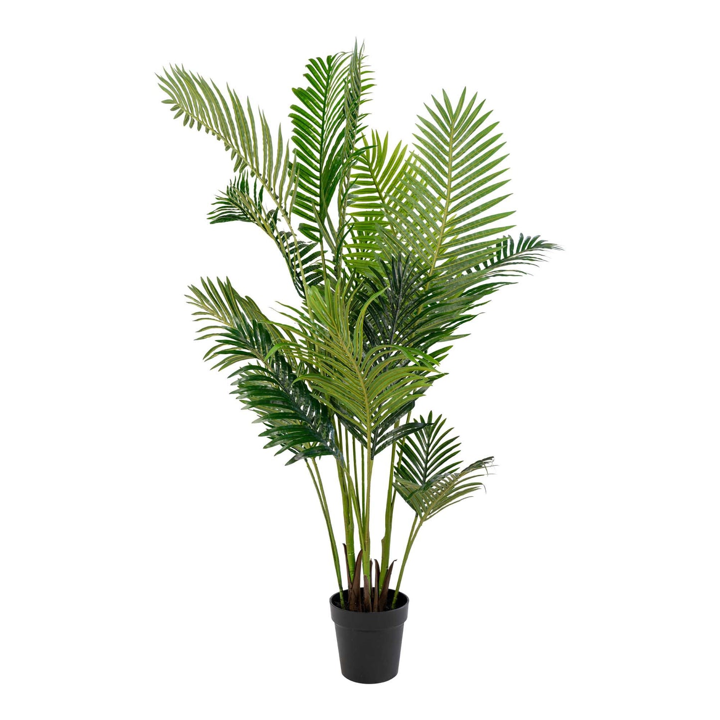 Areca palm