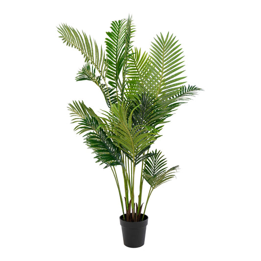 Areca palm